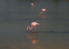 vogels ecuador